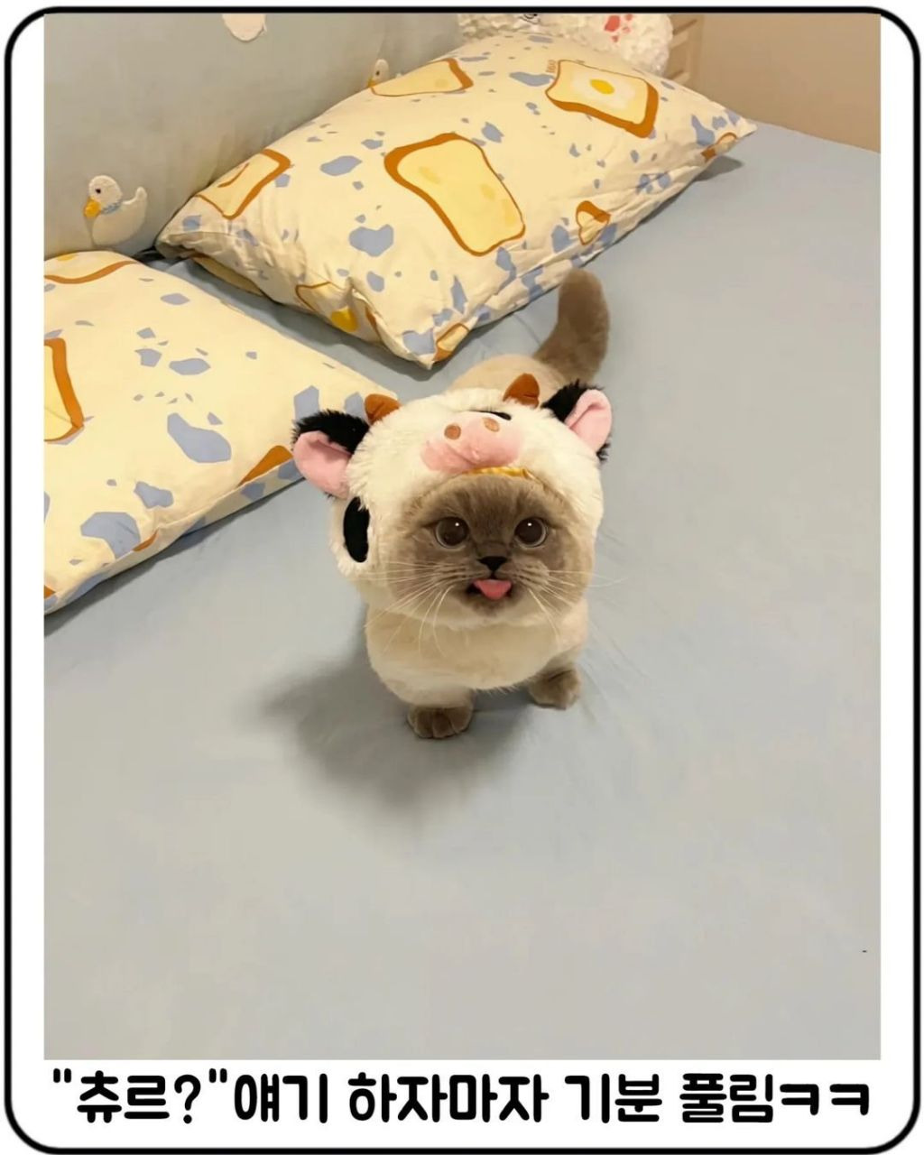 옷입혀서 짜증난 냥이 달래는 방법.jpg | 인스티즈