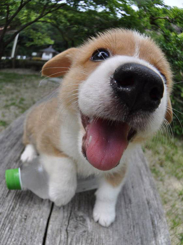 코봉이 이미지