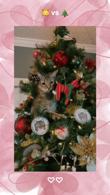 크리스마스트리🎄와 고양이🐱 | 인스티즈