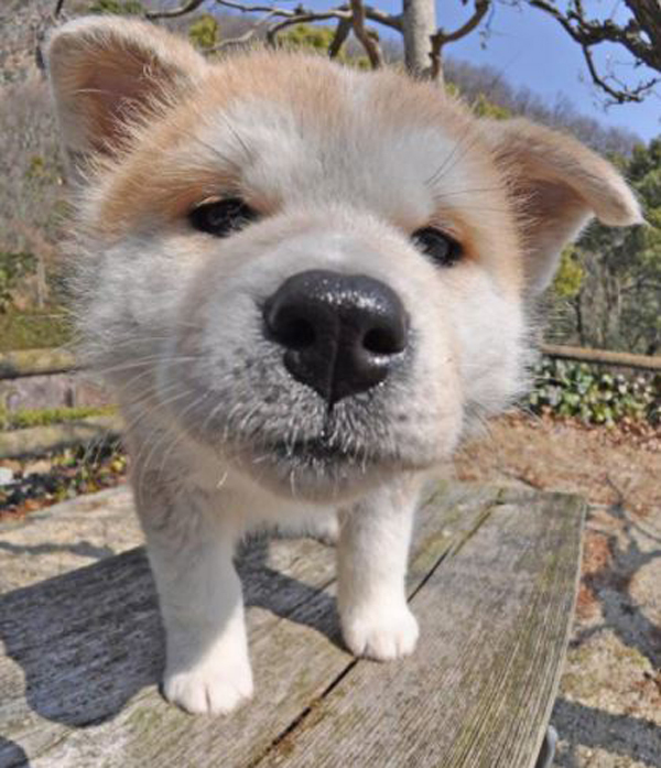 댕댕이들 코봉이가 되는 마법 | 인스티즈