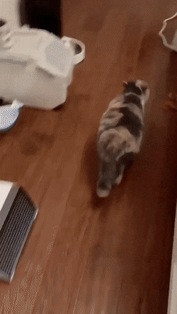 냥냥이가 조아하는 자리.gif | 인스티즈