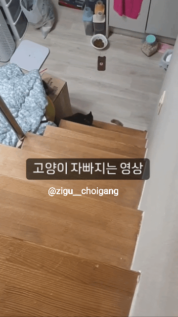 고양이 넘어지는 움짤 | 인스티즈