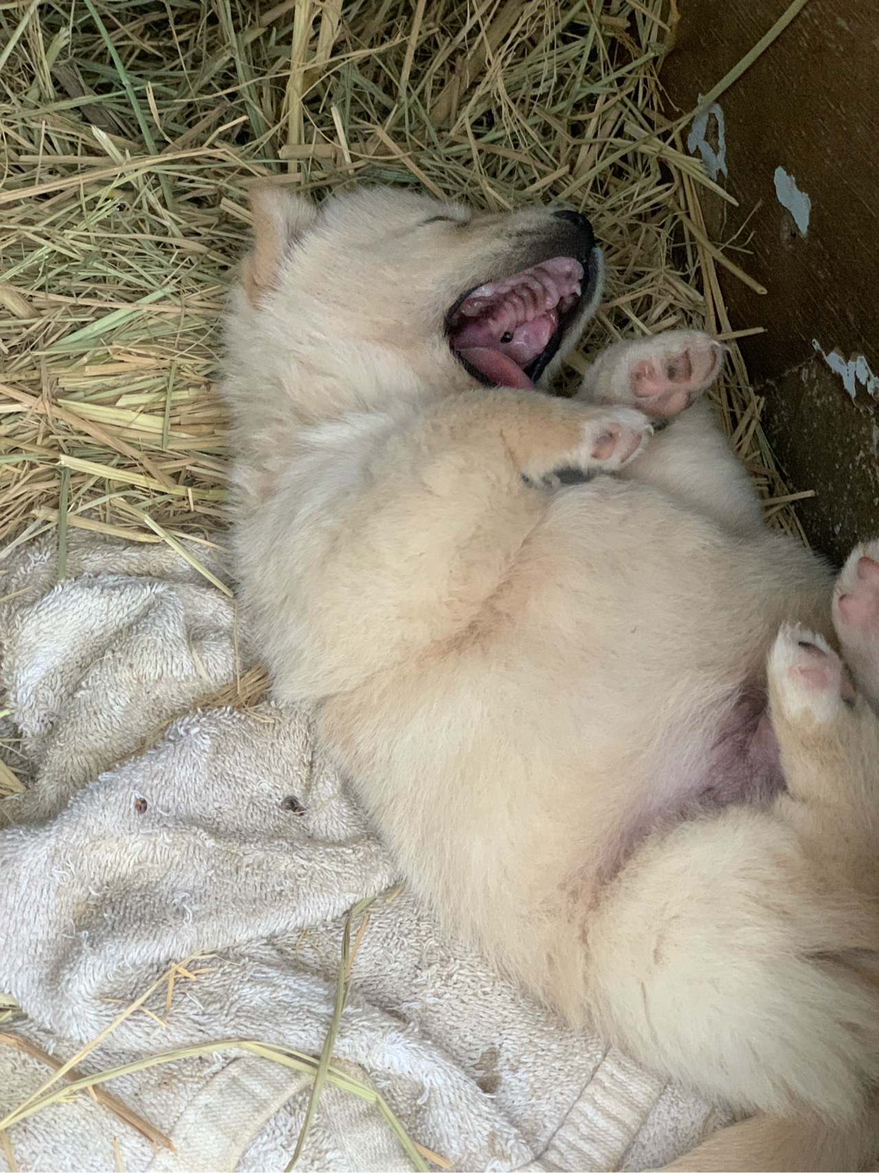 잠드는 강아지.jpg | 인스티즈