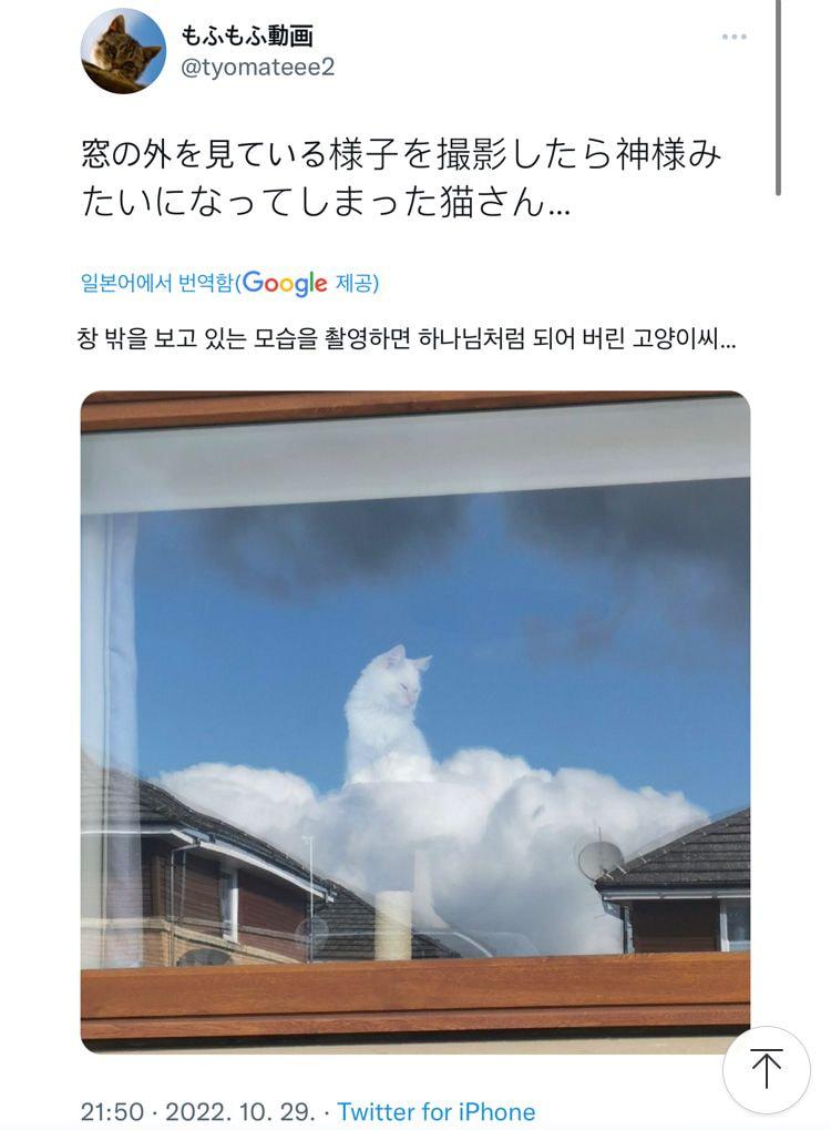 하나님처럼 찍힌 고양이 | 인스티즈