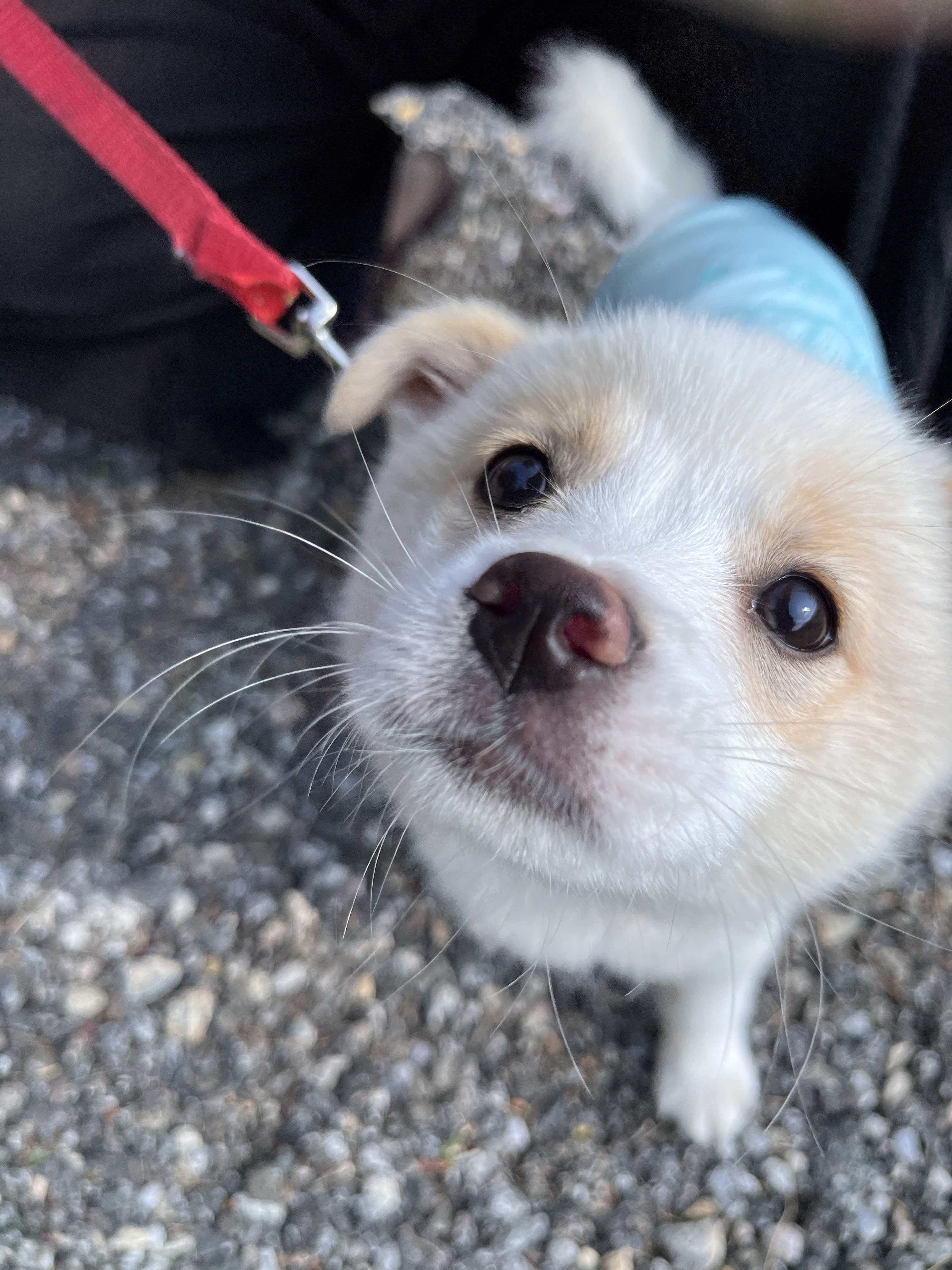 강아지 처음 키워본 엄마의 실수 | 인스티즈