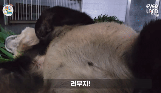 푸바오로 입덕했다가 러바오한테 빠지는 이유.gif | 인스티즈