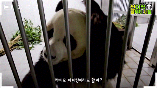 푸바오로 입덕했다가 러바오한테 빠지는 이유.gif | 인스티즈