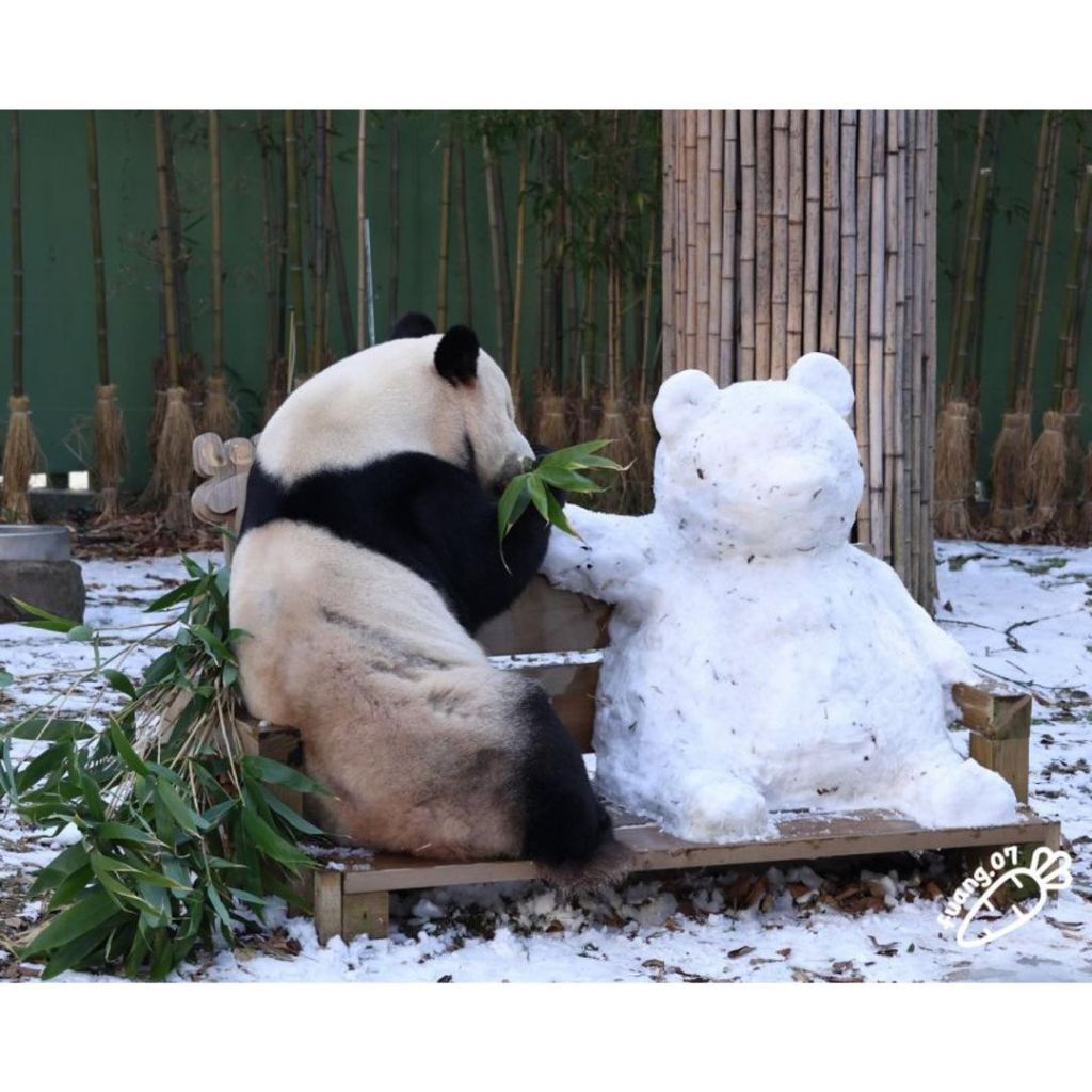 러바오는 나야 둘이 될 순 없어 | 인스티즈