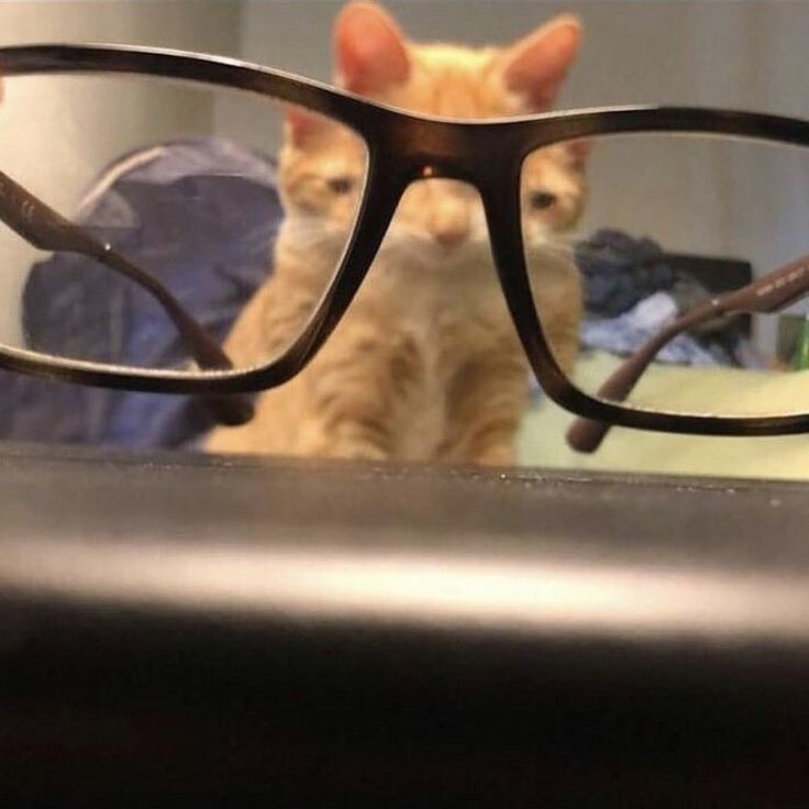 고양이는 굴곡진 유리를 통해서 봐야한다 | 인스티즈