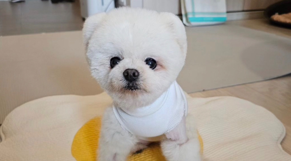 2년 가까이 소식 없는 강아지 달리.jpg | 인스티즈