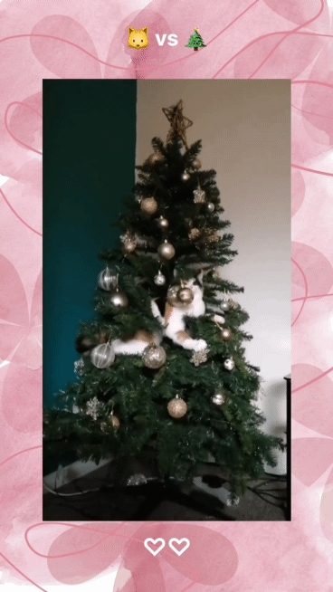 크리스마스트리🎄와 고양이🐱 | 인스티즈