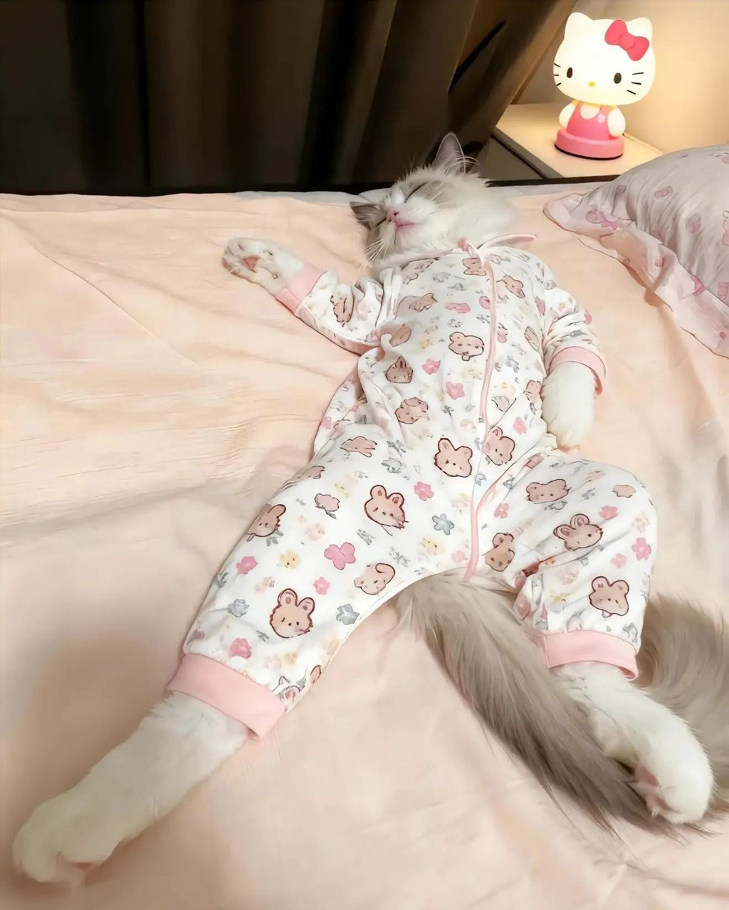 아기 옷을 냥이에게 입혀 보았다.jpg | 인스티즈