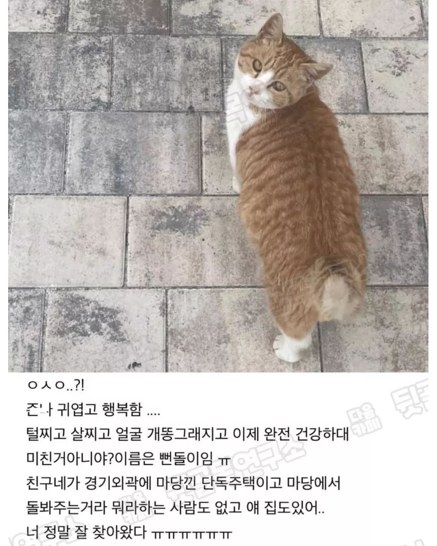 얘들아 내 친구가 돌봐주는 길냥이 봐봐ㅠ | 인스티즈