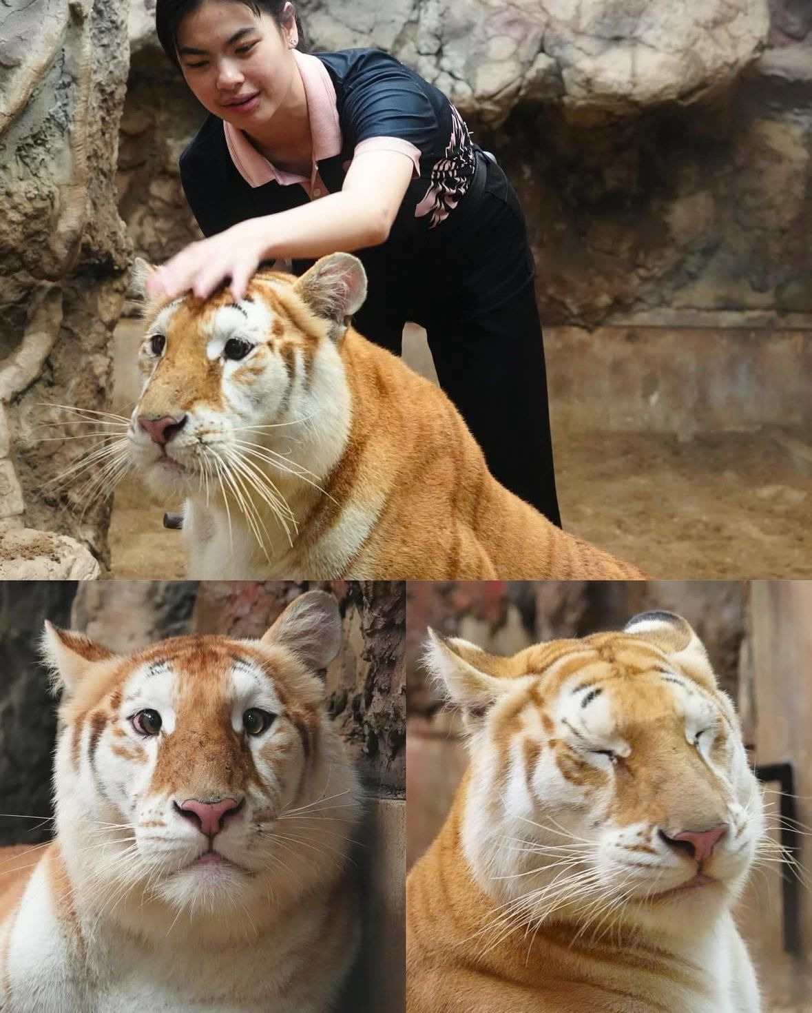 순하게 생긴 노란 줄무늬 고양이🐯 | 인스티즈