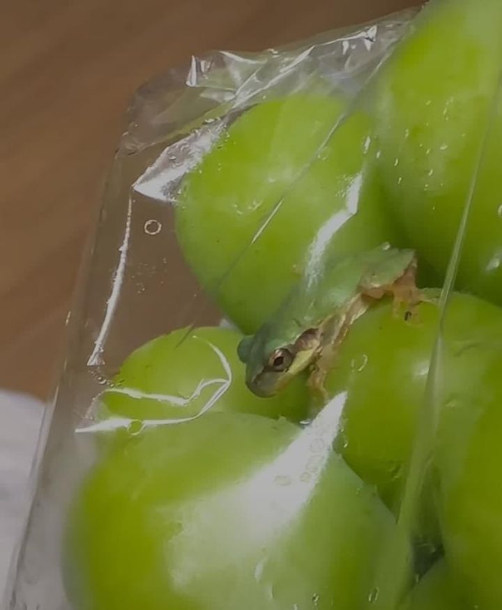 샤인머스캣에서 청개구리가 나왔습니다 | 인스티즈