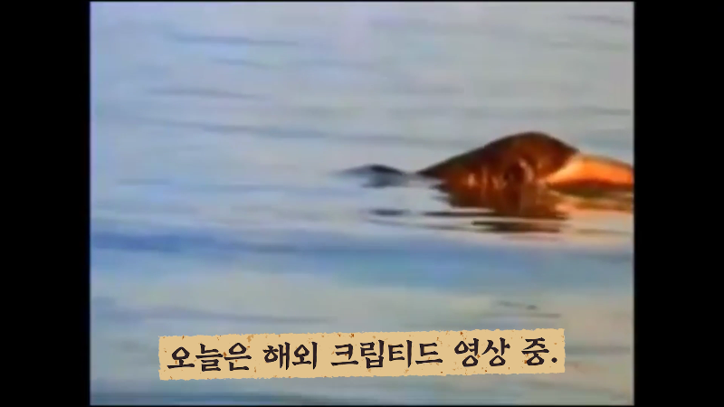 세계각국의 크립티드 영상 모음 | 인스티즈