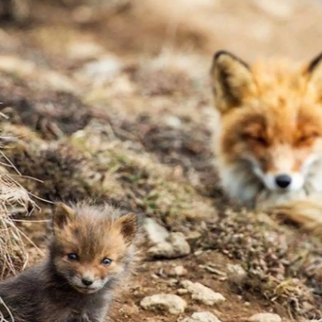 아기여우 | 인스티즈