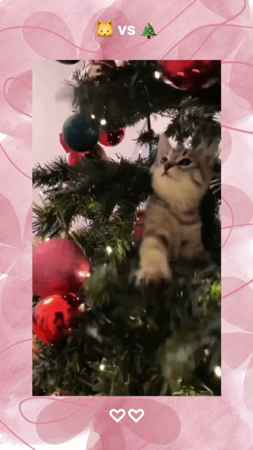 크리스마스트리🎄와 고양이🐱 | 인스티즈