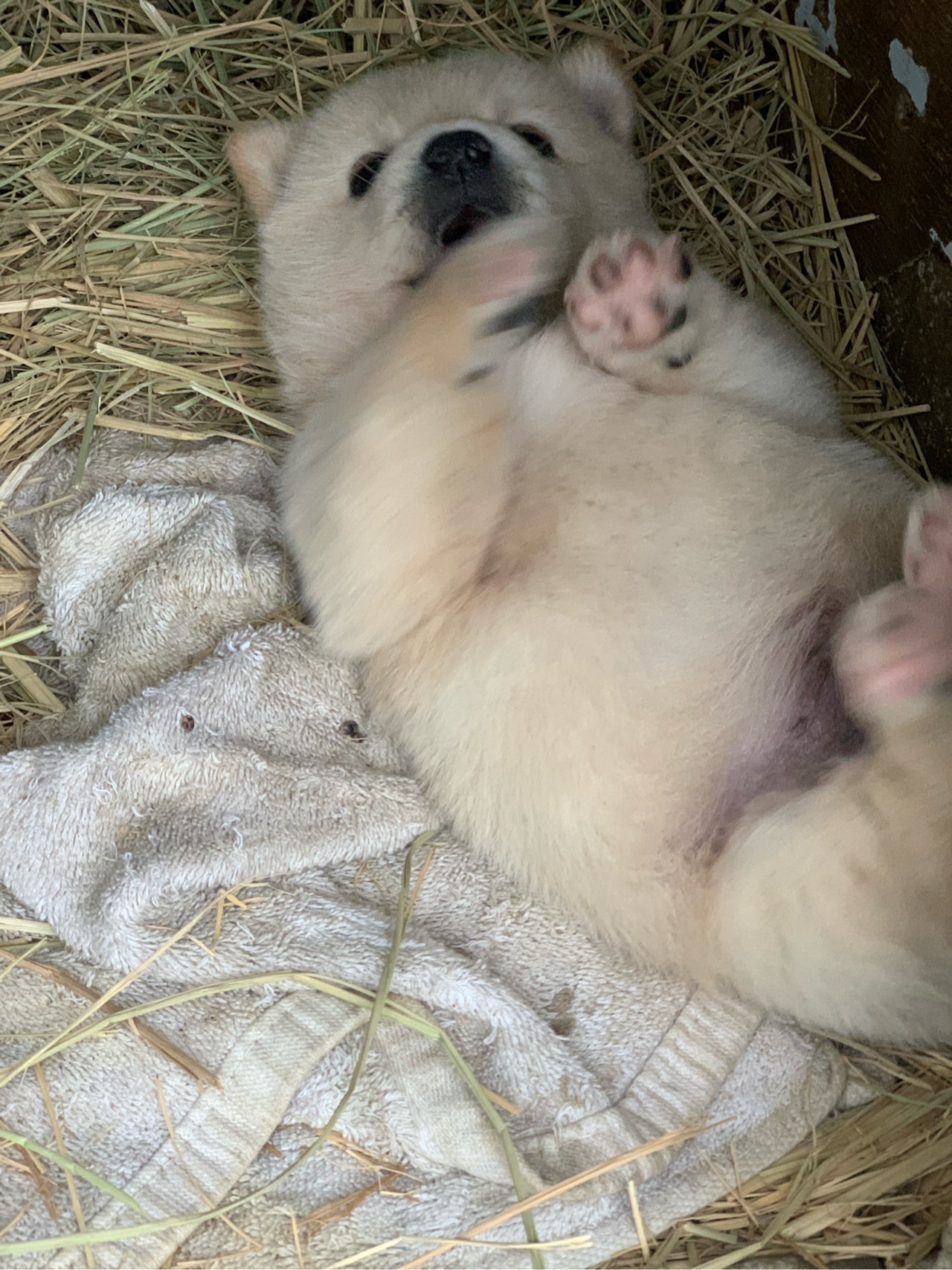 잠드는 강아지.jpg | 인스티즈