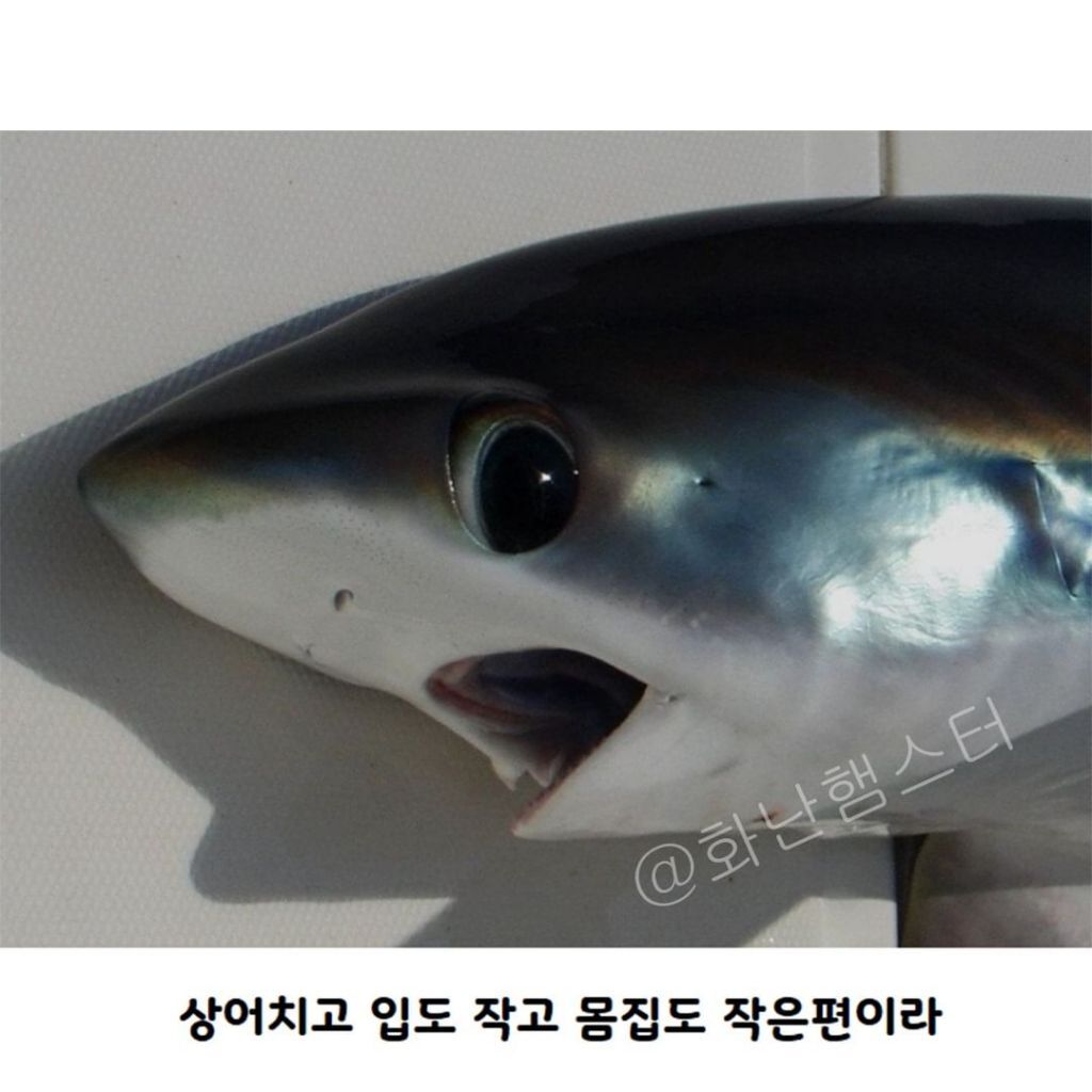 생긴걸로 오해받는 상어 | 인스티즈