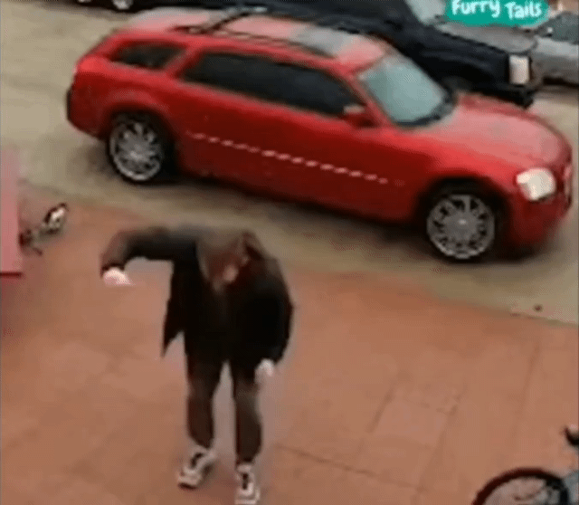 강아지와 빙판길을 올라가는 방법 | 인스티즈