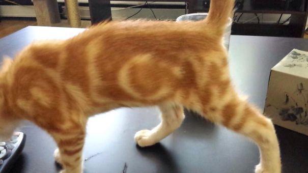 독특한 털 무늬를 가진 고양이들.jpg | 인스티즈