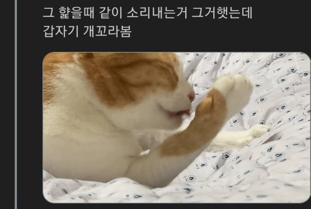 고양이 하악질 할때 옆에서 같이 따라 소리내니깐 | 인스티즈