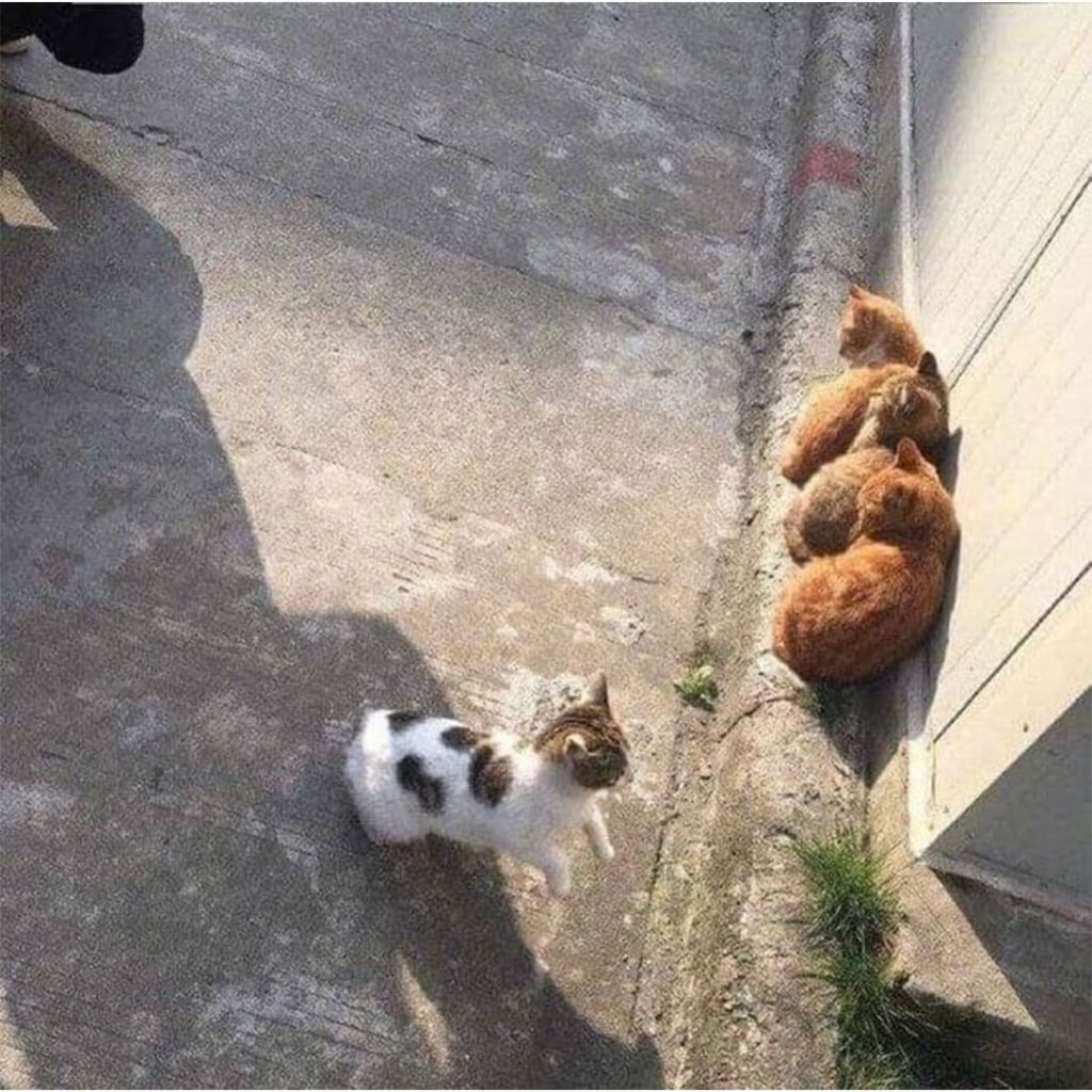 고양이로 보는 군중심리 | 인스티즈