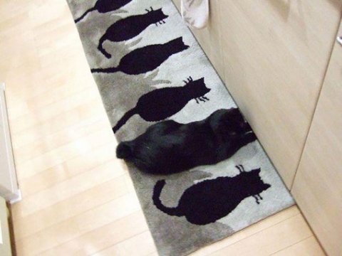 고양이를 찾아라(몇개는 진짜 어려움) | 인스티즈