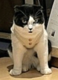 강아지가 자꾸 캣타워에 올라가서 큰일이에요 | 인스티즈