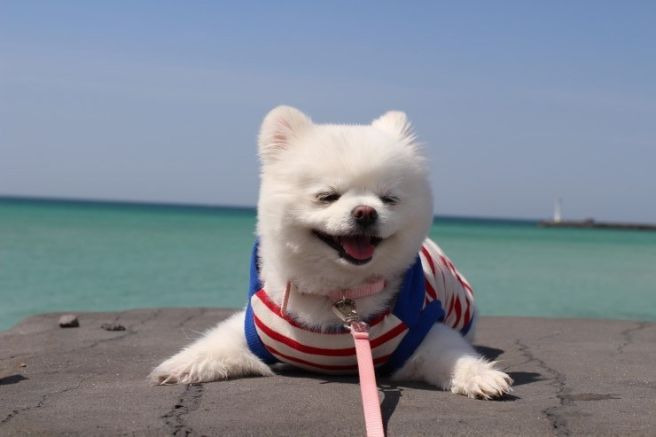 2년 가까이 소식 없는 강아지 달리.jpg | 인스티즈