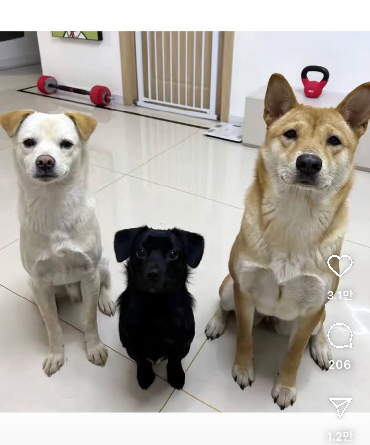 가운데 강아지가 제일 커질줄 알았음 | 인스티즈