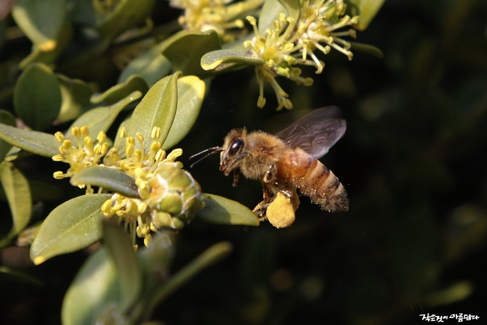 (벌주의) 생각보다 철저한 비즈니스인 관계, 꿀벌 | 인스티즈