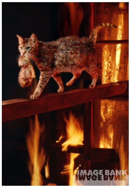 고양이가 새끼 구하는 장면 | 인스티즈