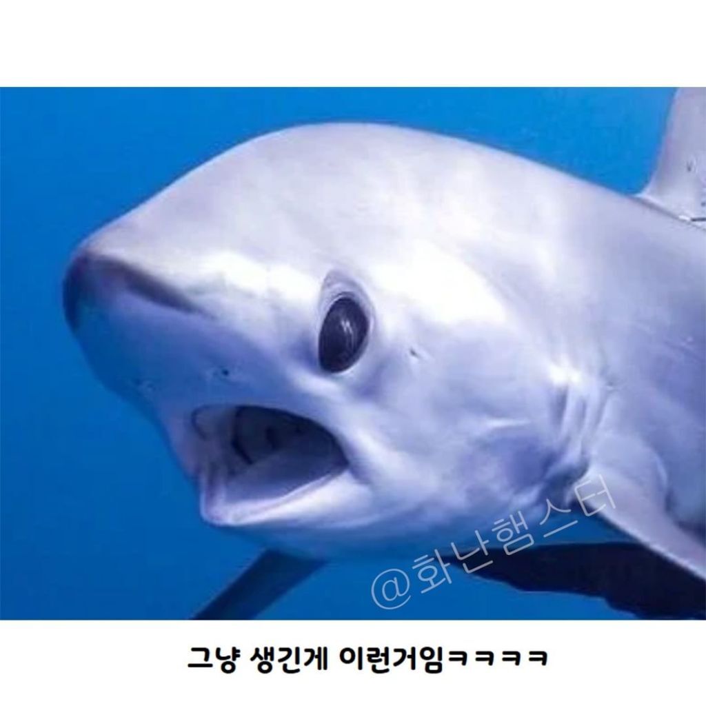 생긴걸로 오해받는 상어 | 인스티즈