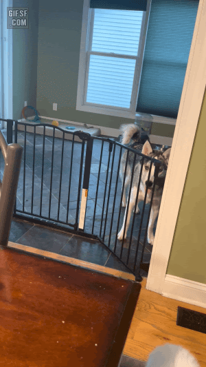 울타리 넘는 허스키.gif | 인스티즈