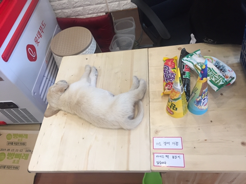 아이스크림할인점 손님이 오던말던 | 인스티즈