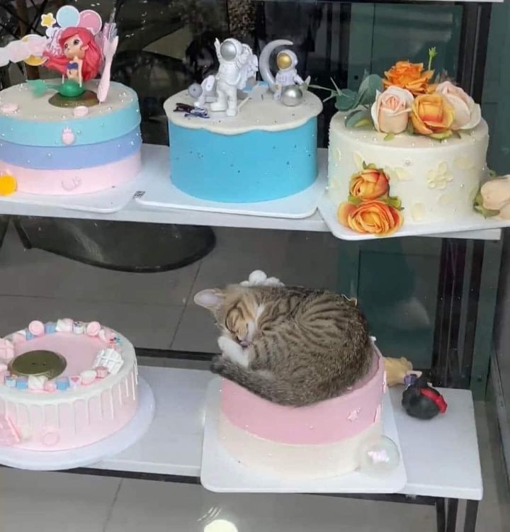케이크집 이미지
