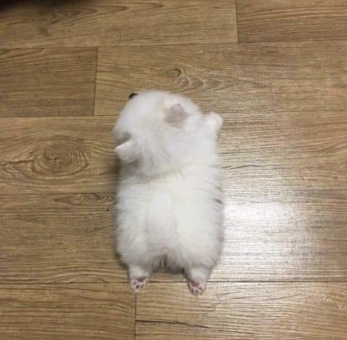 너네 집 강아지 좀 자랐냐?.jpg | 인스티즈