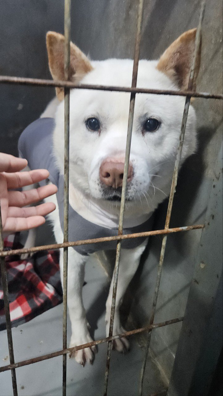 자기가 가장 좋아하는 담요 보여주는 강아지 | 인스티즈