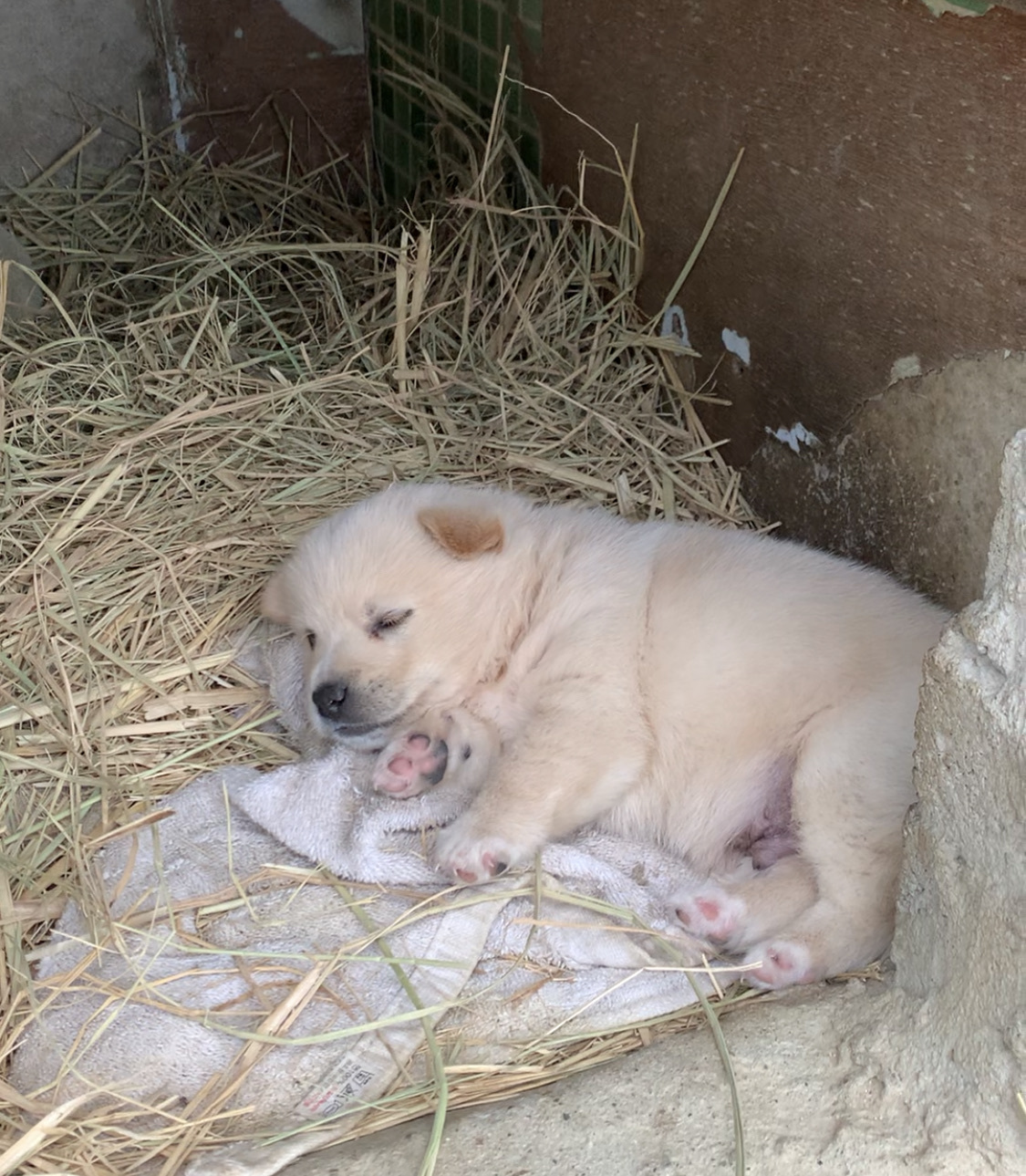 잠드는 강아지.jpg | 인스티즈