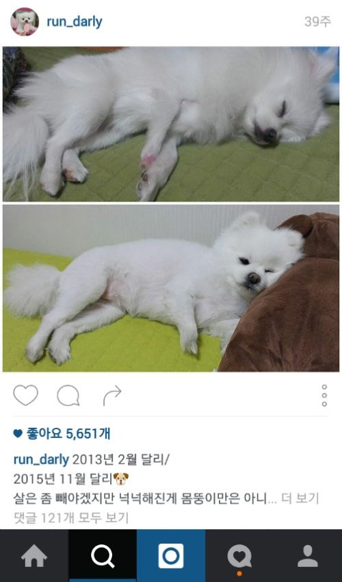 2년 가까이 소식 없는 강아지 달리.jpg | 인스티즈