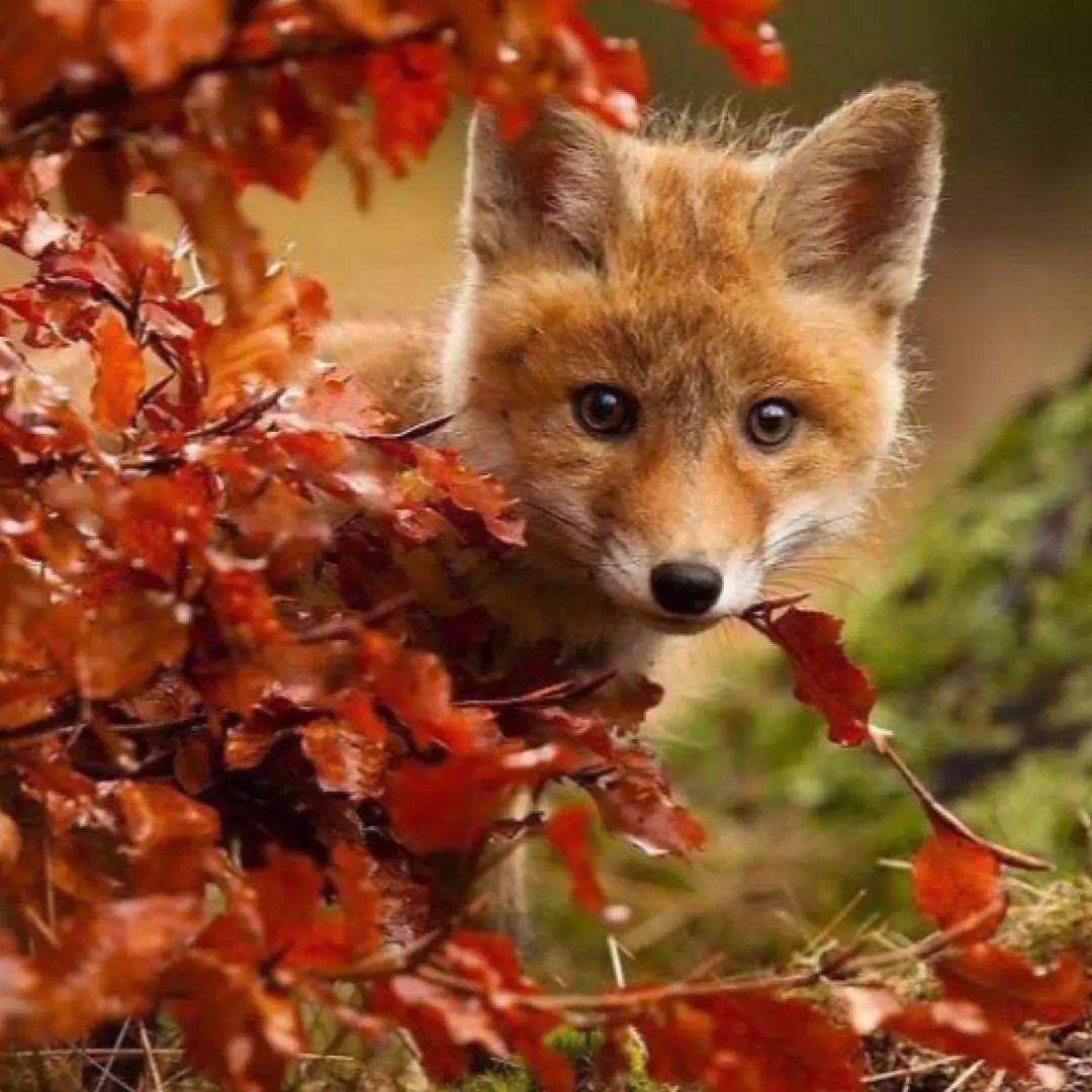 아기여우 | 인스티즈