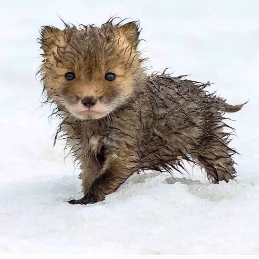 아기여우 | 인스티즈