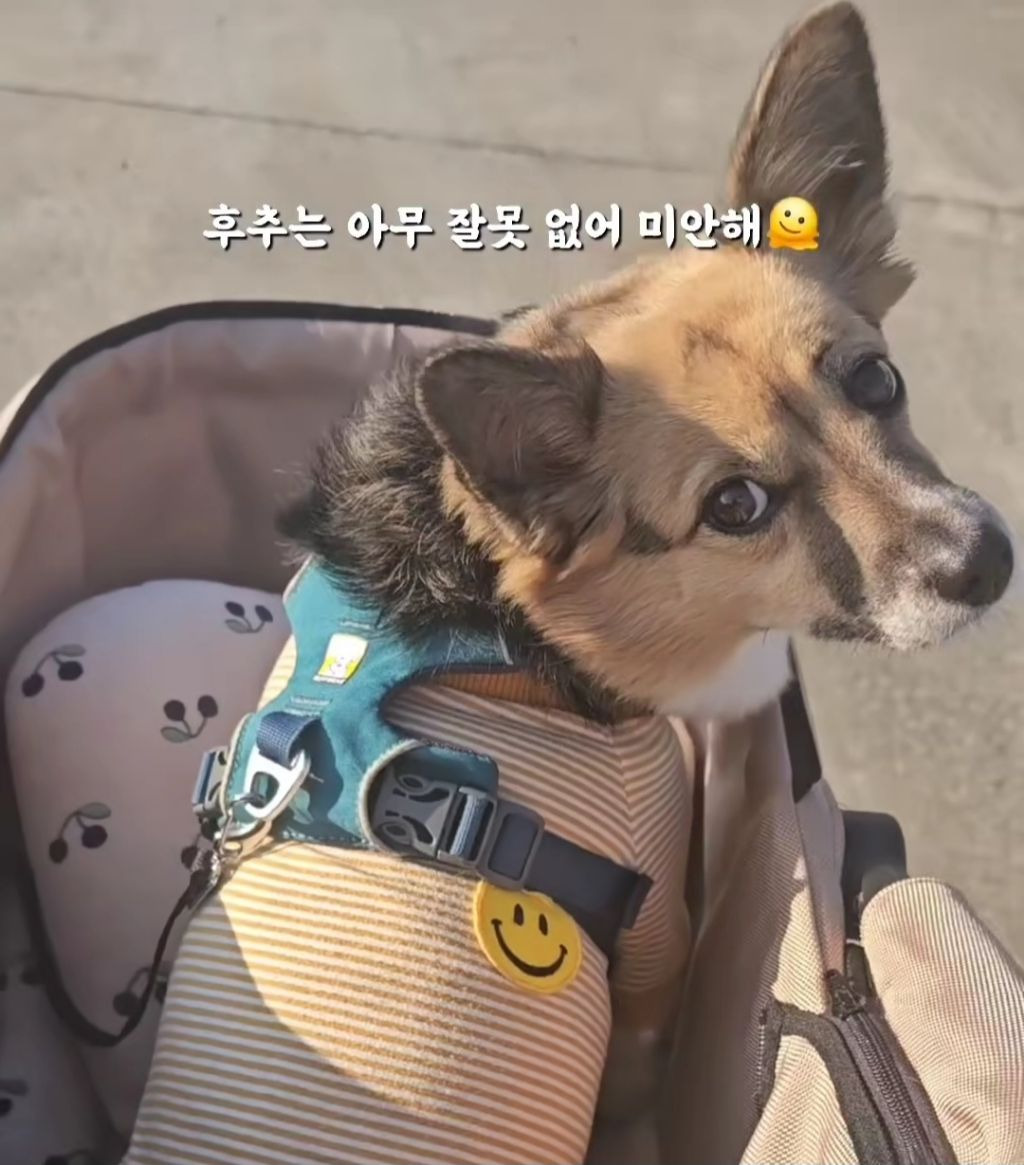 믹스견이라고 무시받은 간식 거래의 결말.jpg | 인스티즈