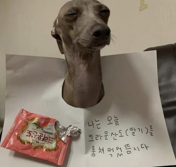 ??:나는 오늘 훔쳐 먹어서 이러고 있읍니다 | 인스티즈