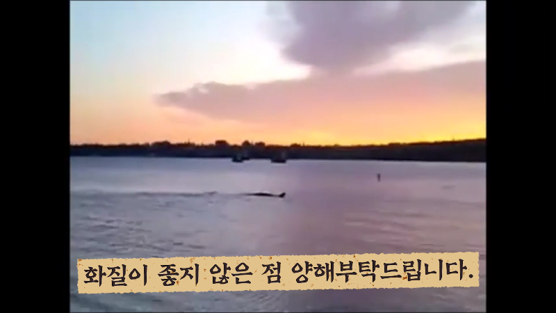 세계각국의 크립티드 영상 모음 | 인스티즈