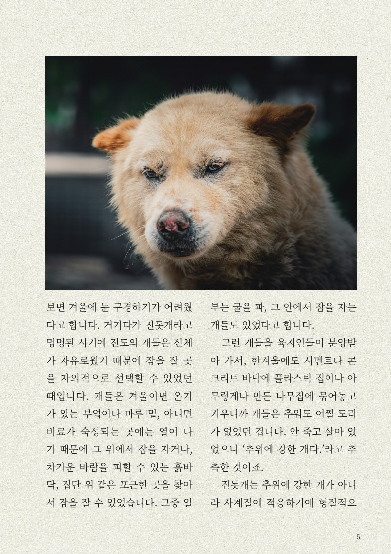 나만 몰랐던 '진돗개' 이야기ㅠㅠ | 인스티즈