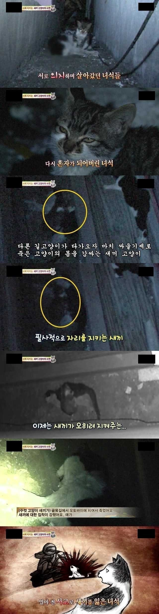 시체를 지키는 새끼고양이의 사연 | 인스티즈
