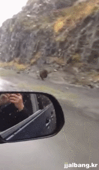 산에서 곰 만나면 그냥 죽어야 하는 이유.gif | 인스티즈